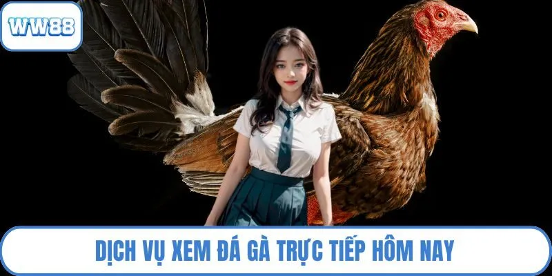 Dịch vụ xem đá gà trực tiếp hôm nay