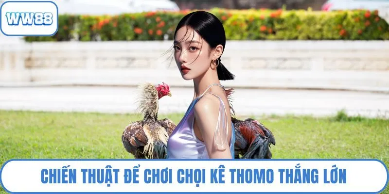 Chiến thuật để chơi chọi kê Thomo thắng lớn