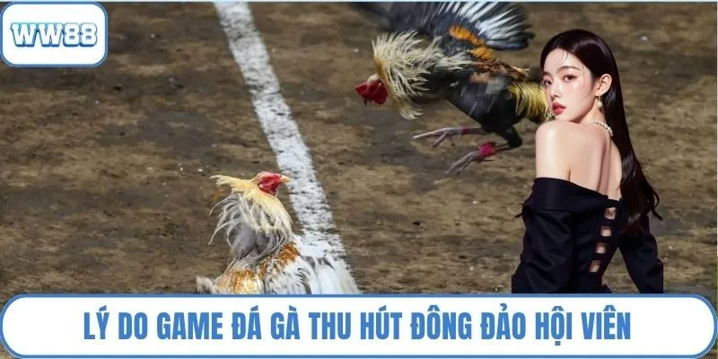 Lý do game đá gà thu hút đông đảo hội viên
